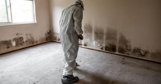 home mold remediation service
