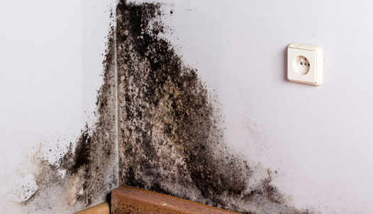 Mold on the corner of the wall usually found in Knoxville homes by Trinity Restoration Services
