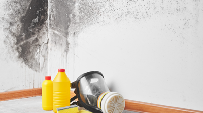 Mold Damage Remediation Photo