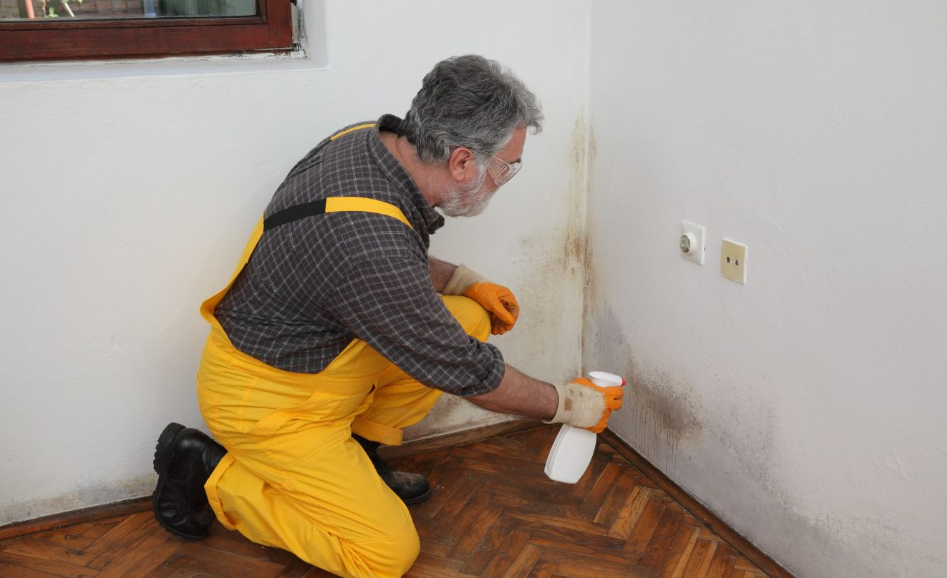 Mold Removal